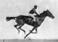 120px-Muybridge_race_horse_animated_184px%20is%20in%20the%20public%20domain%20
