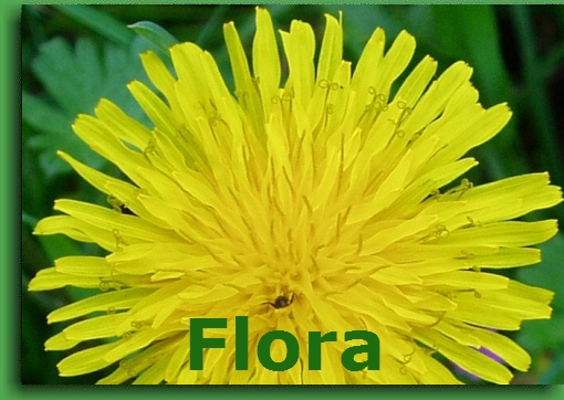 La Flora