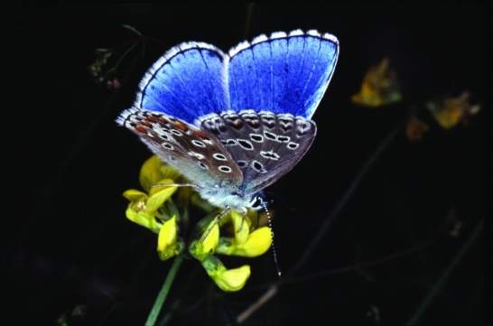 farfalla - Polymmatus icarus