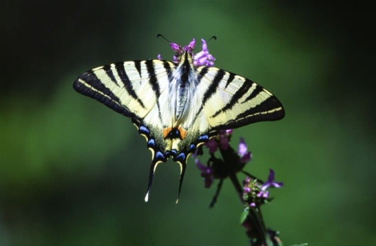 farfalla - Polymmatus icarus