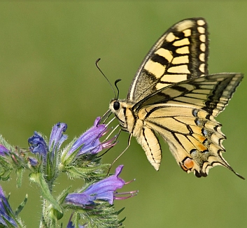 Papilio machaon