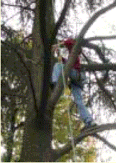 albero con uomo